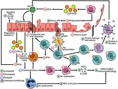 Impact of Obesity on Influenza A Virus Pathogenesis, Immune Response, and Evolution